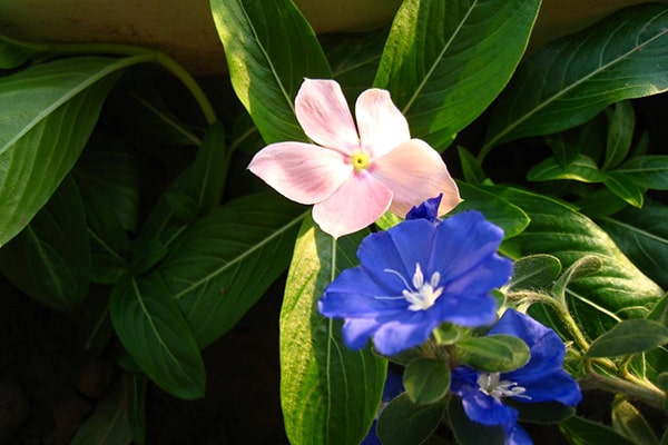 Hoa dừa cạn tím